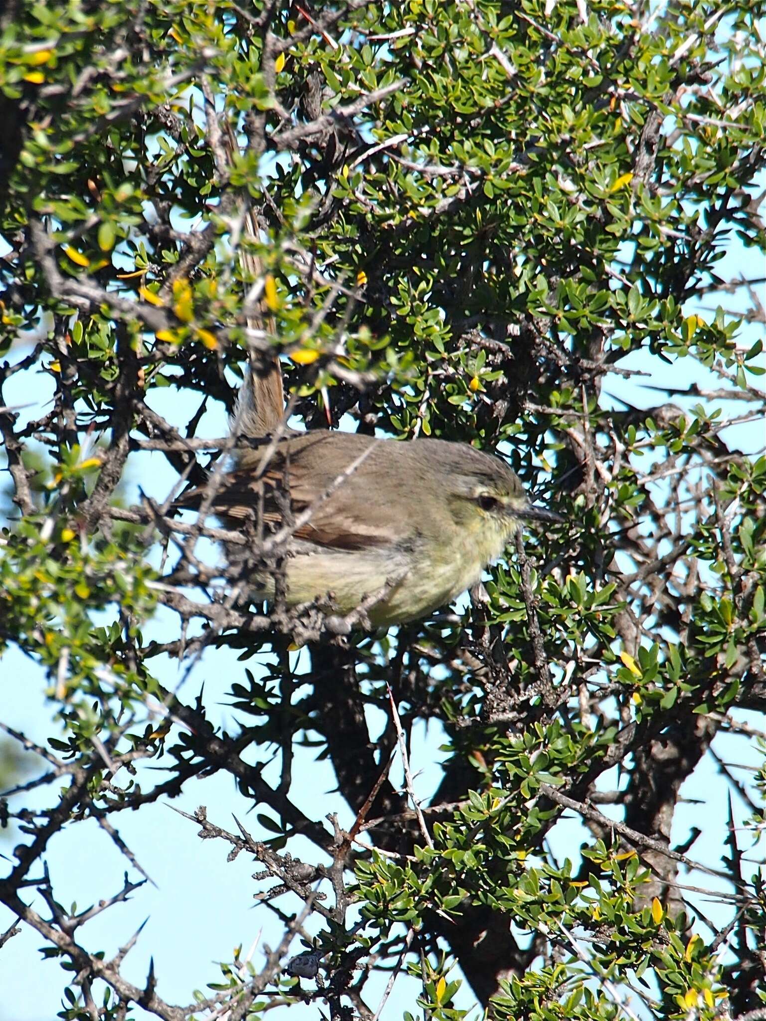 Image of Greater Wagtail-Tyrant