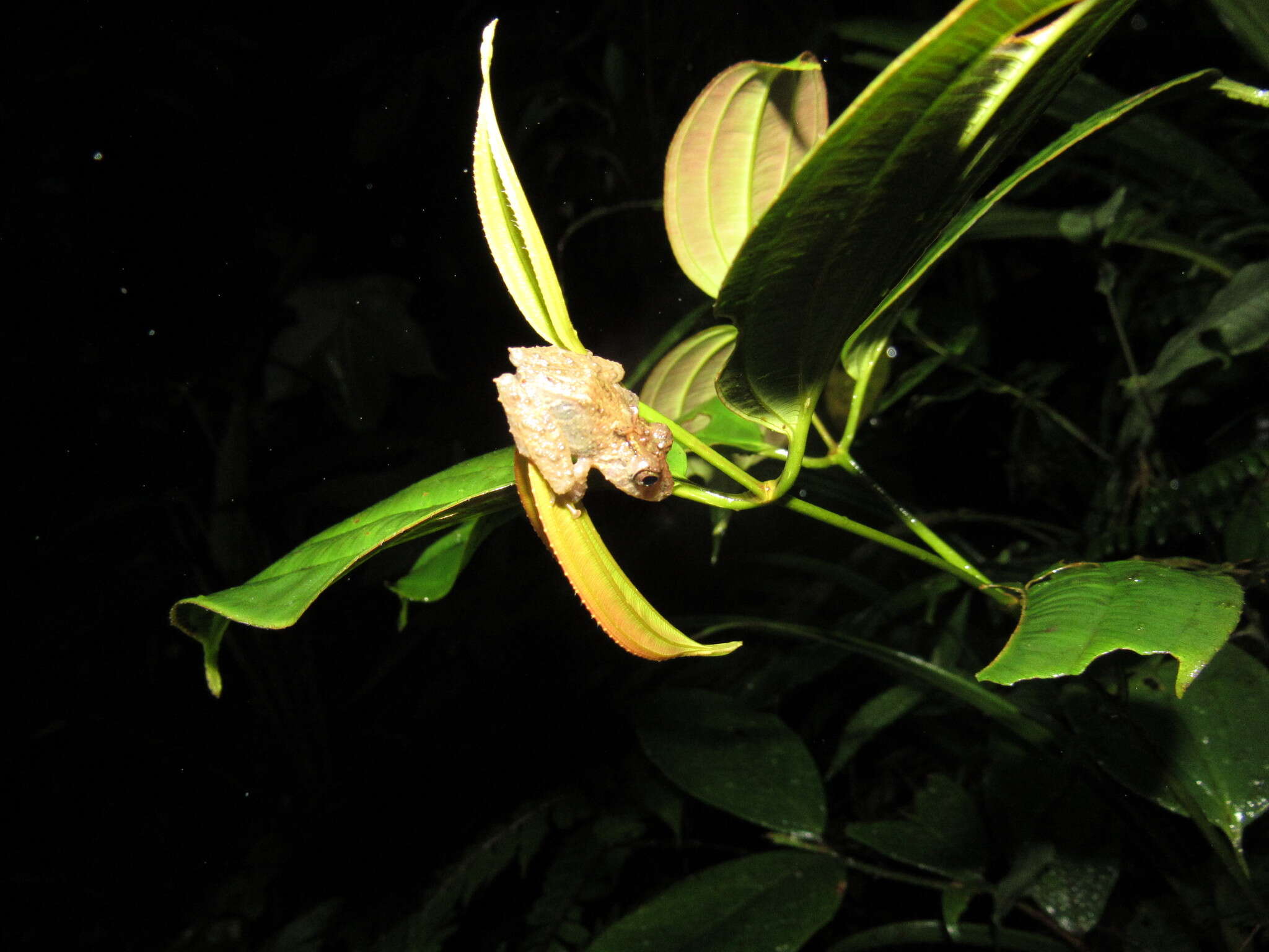 Image of Pristimantis labiosus (Lynch, Ruiz-Carranza & Ardila-Robayo 1994)