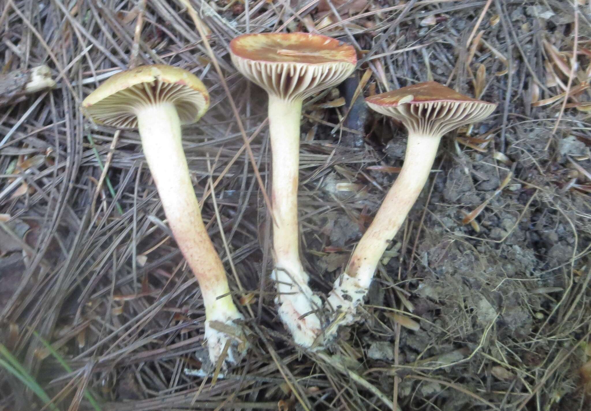 Chroogomphus ochraceus (Kauffman) O. K. Mill. 1964 resmi