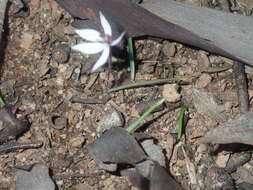 Image of Caladenia saccharata Rchb. fil.