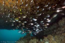 Image de Pempheris compressa (White 1790)