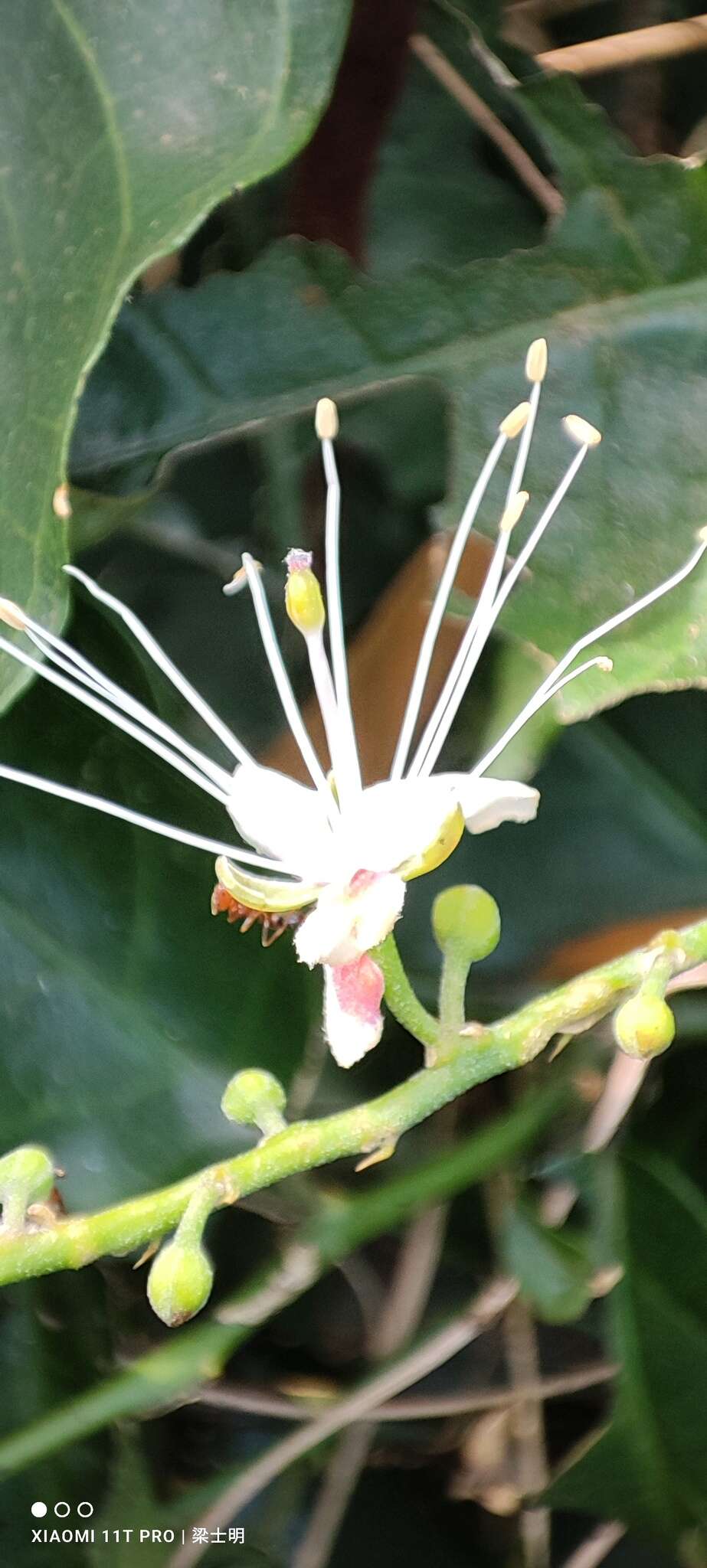 Image of Capparis henryi Matsum.