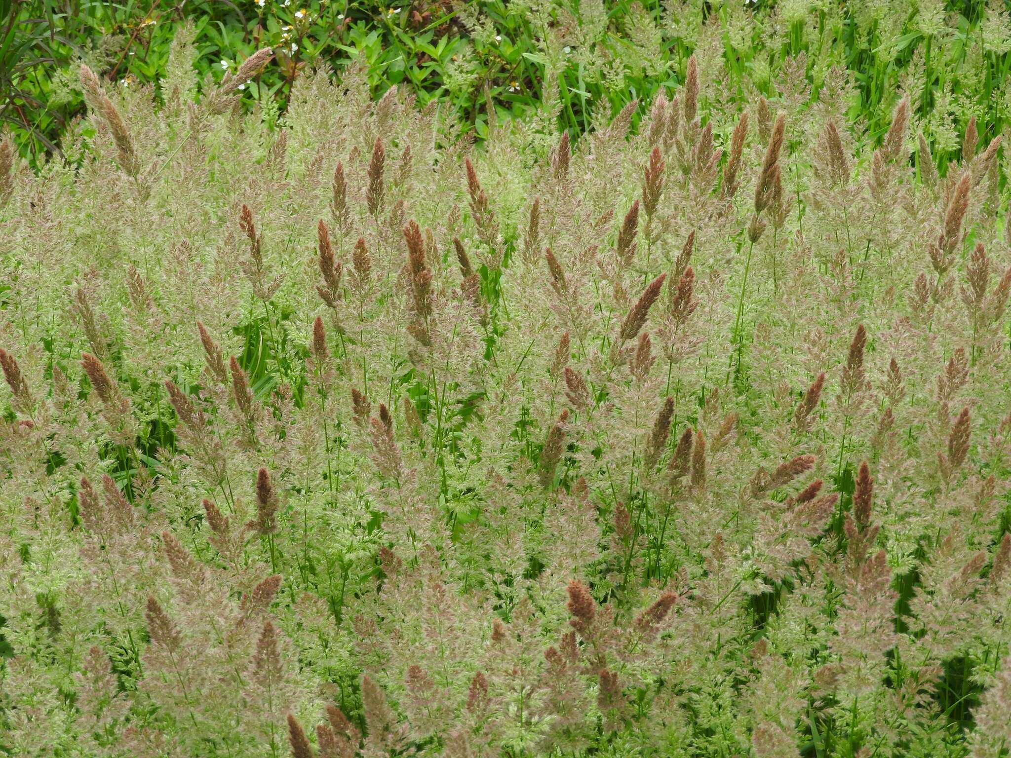 Image of Hill Rabbit's-Foot Grass