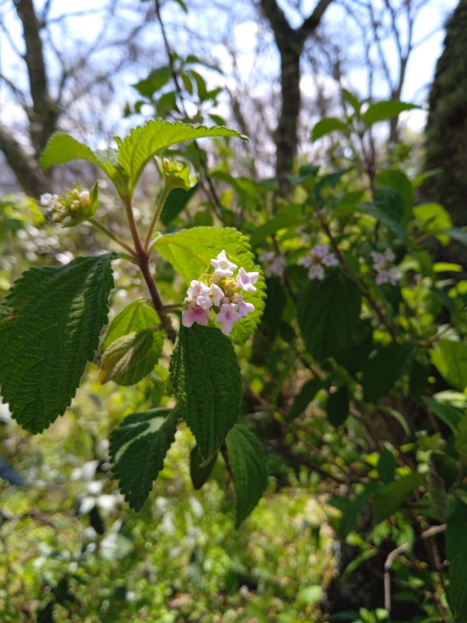 Image of Lantana hirta Graham