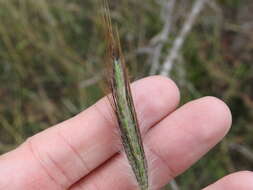 Image of queensland bluegrass