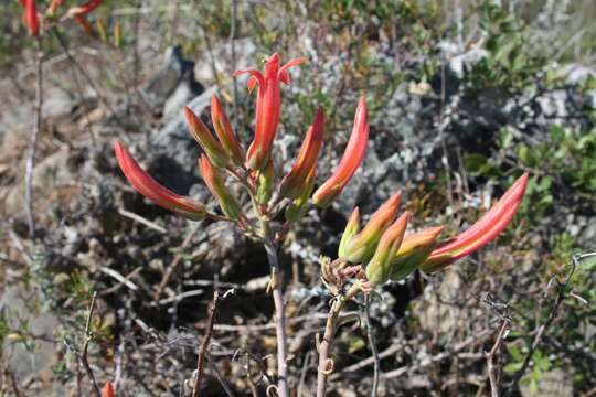 Imagem de Tylecodon grandiflorus (Burm. fil.) H. Tölken