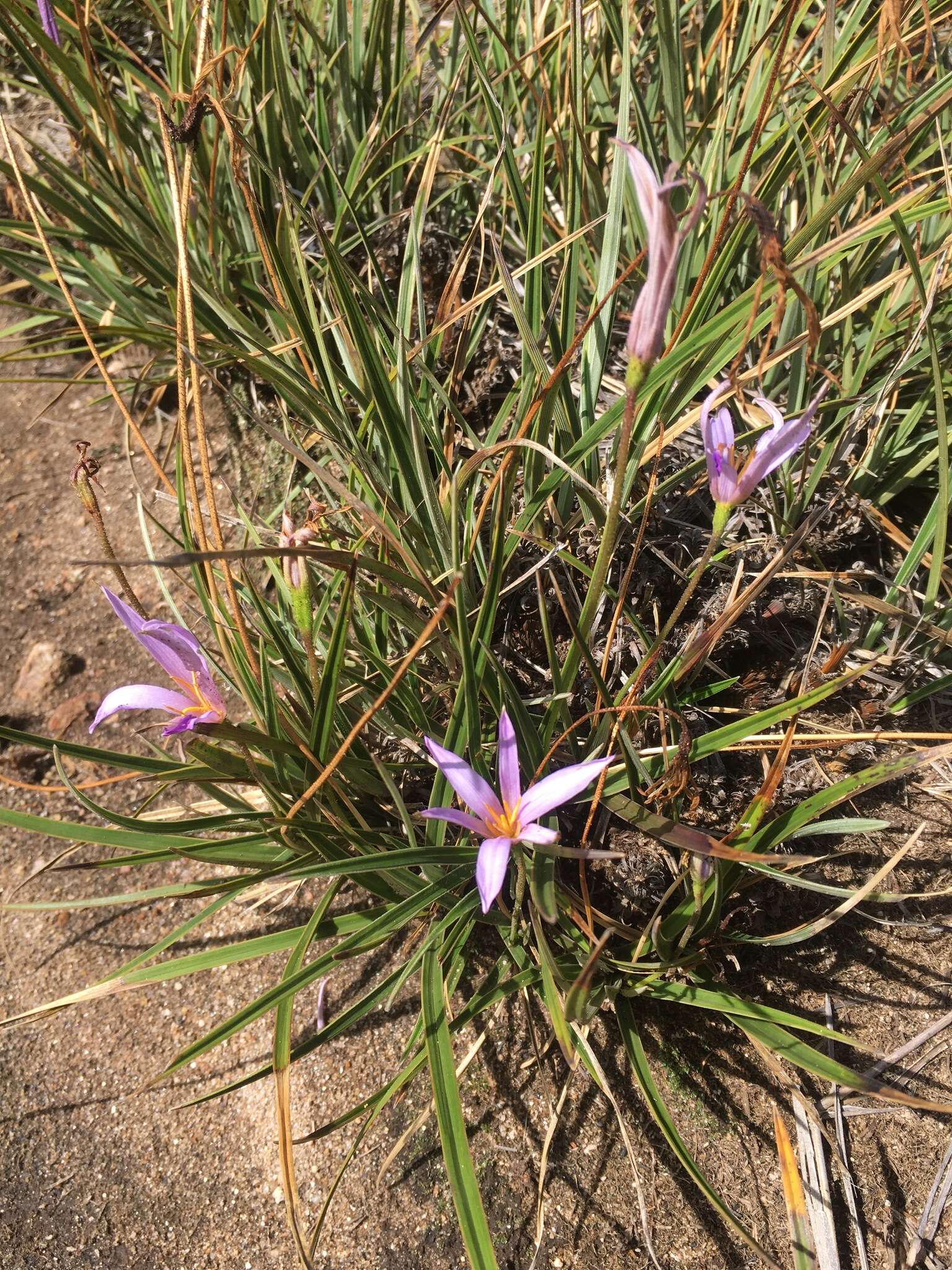 Image of Xerophyta brevifolia (H. Perrier) Phillipson & Lowry