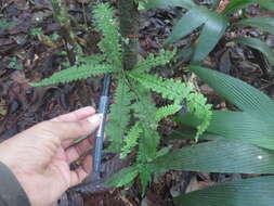 Image of Asplenium hallii Hook.