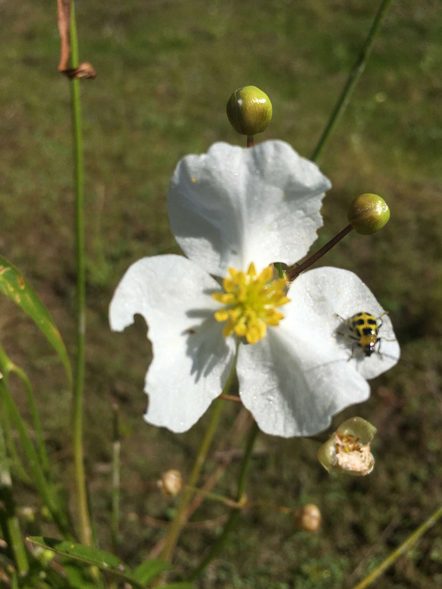 Sagittaria latifolia Willd. resmi