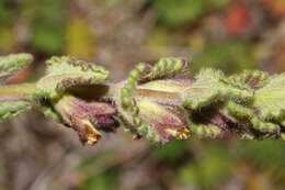 Image of Neobartsia laticrenata (Benth.) Uribe-Convers & Tank