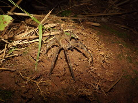 Image of Phoneutria eickstedtae Martins & Bertani 2007