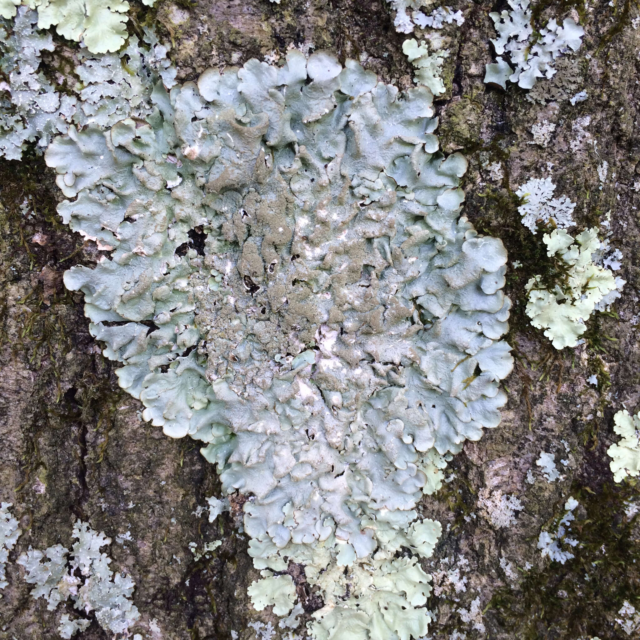 Image of Carolina canoparmelia lichen