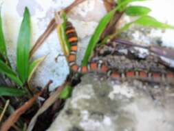 Image of Banded Flying Snake