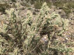 Image of buckhorn cholla