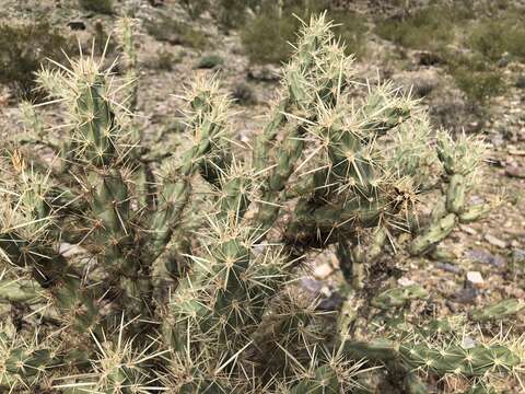 Imagem de Cylindropuntia acanthocarpa subsp. acanthocarpa