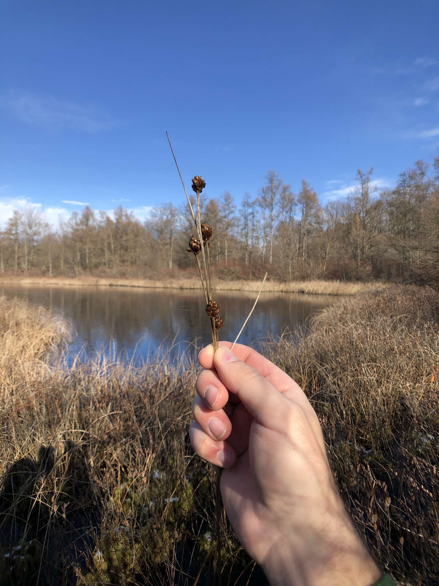 Image of bog yelloweyed grass