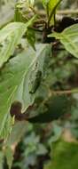 Image of Jayaram's bush frog