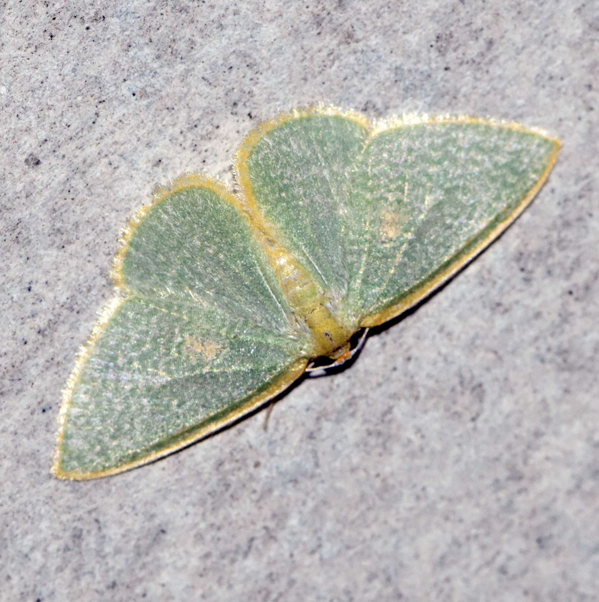 Image of Poecilasthena oceanias (Meyrick 1891)