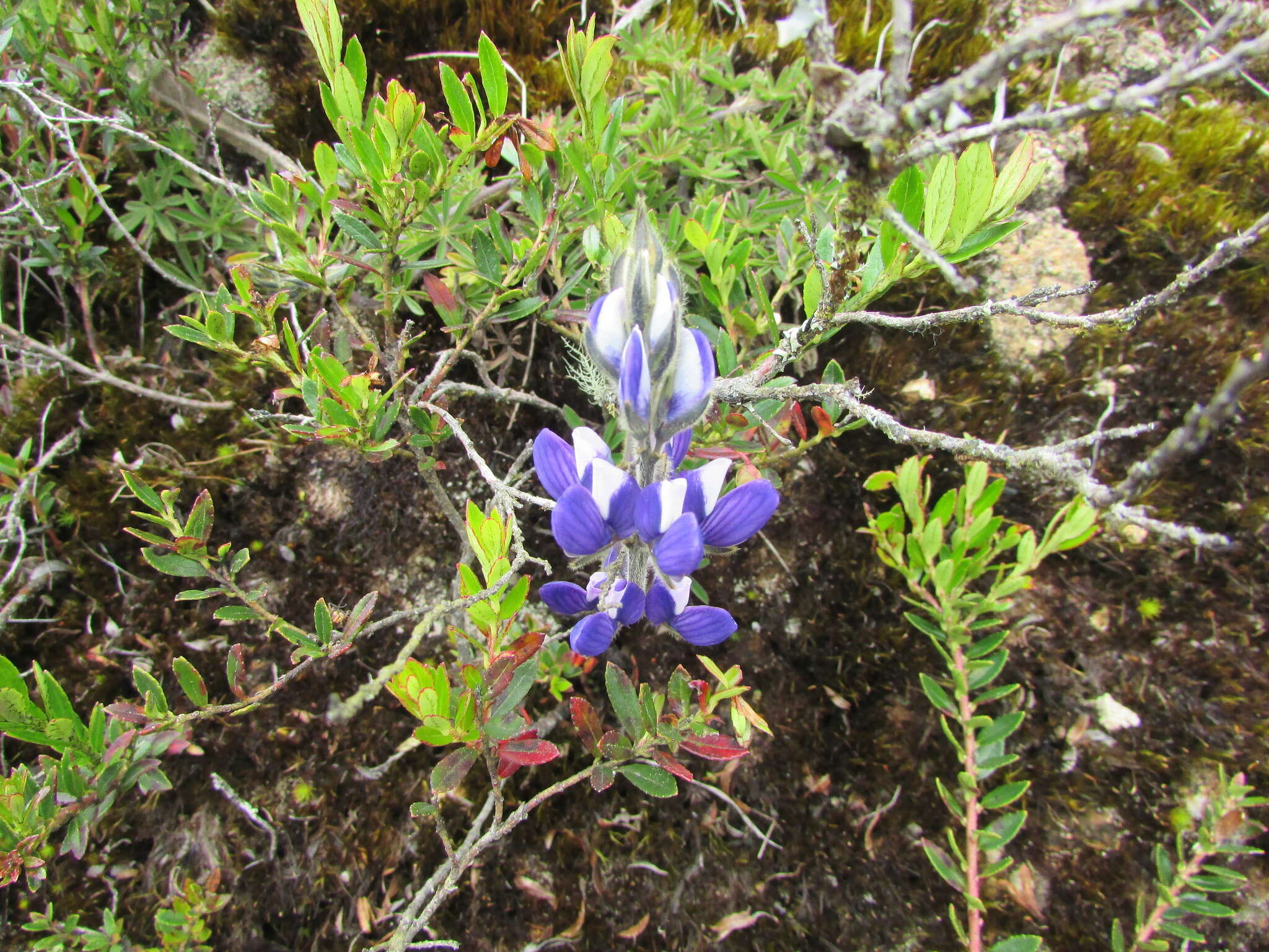 صورة Lupinus bogotensis Benth.