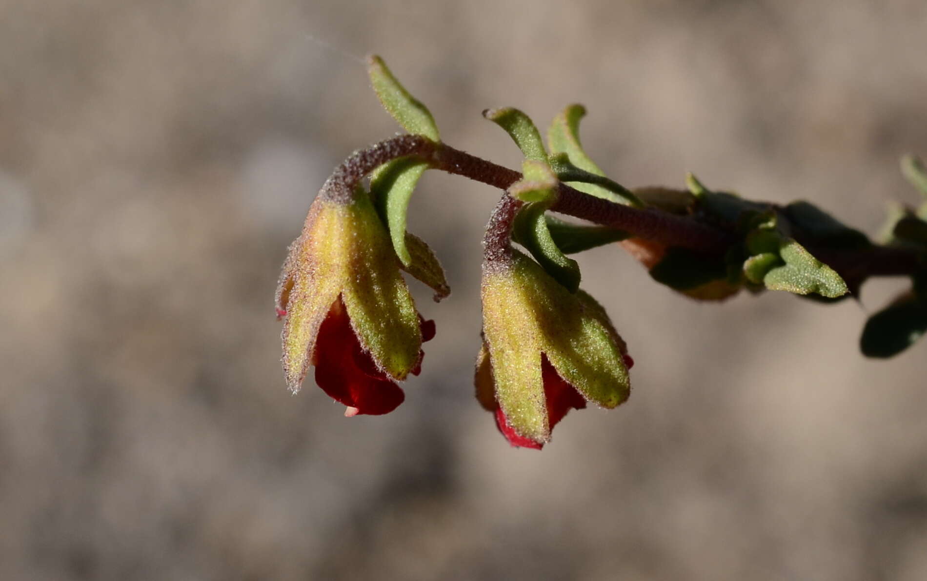 Hermannia ternifolia C. Presl的圖片