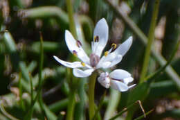 Image of Wurmbea dioica subsp. alba T. D. Macfarl.