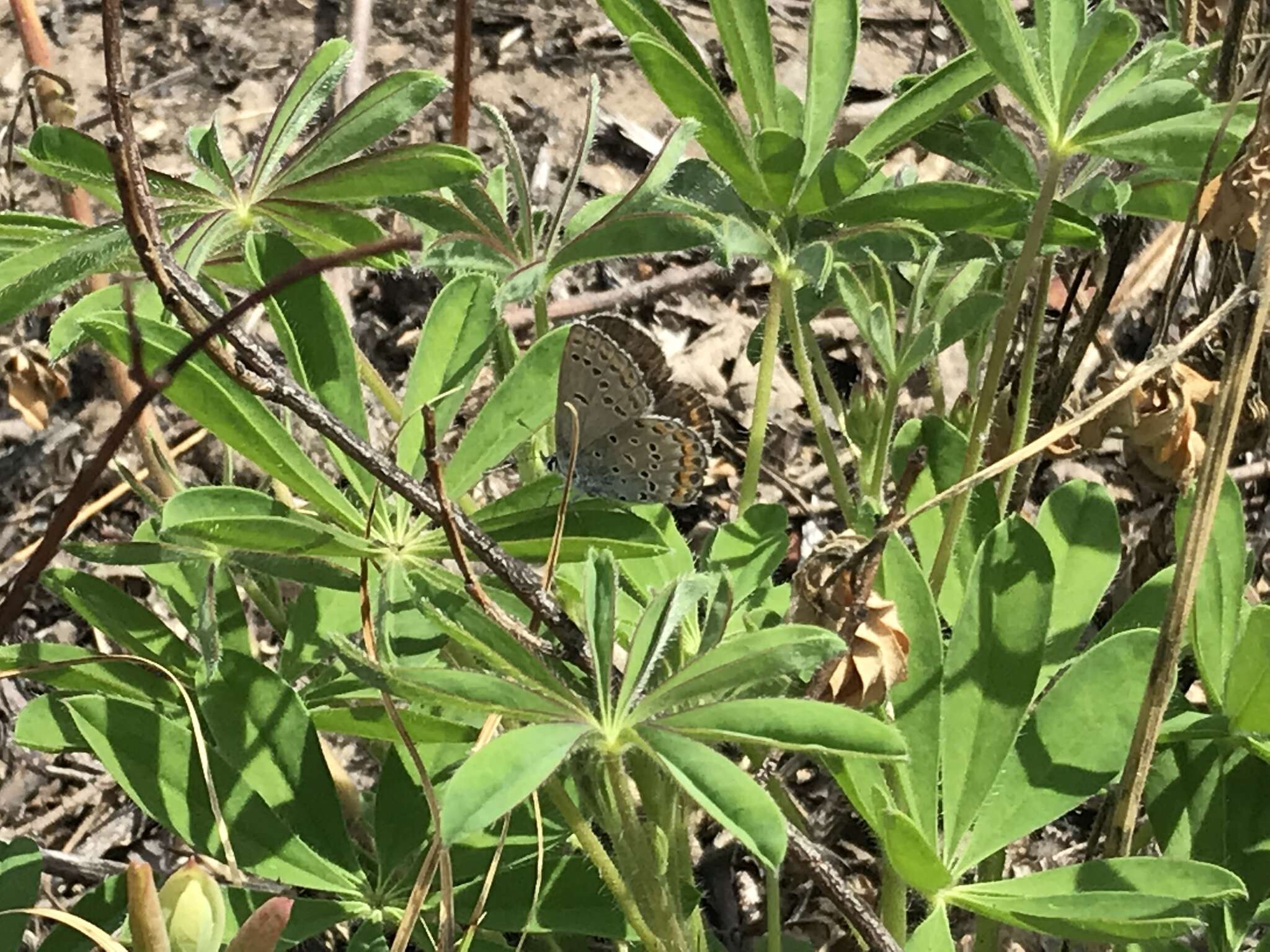 Image of Plebejus samuelis