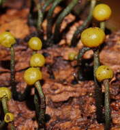 Image of Chlorovibrissea bicolor (G. W. Beaton & Weste) L. M. Kohn 1989