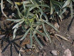 Image of Blunt-lobe Lupine