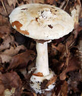 Image of False deathcap