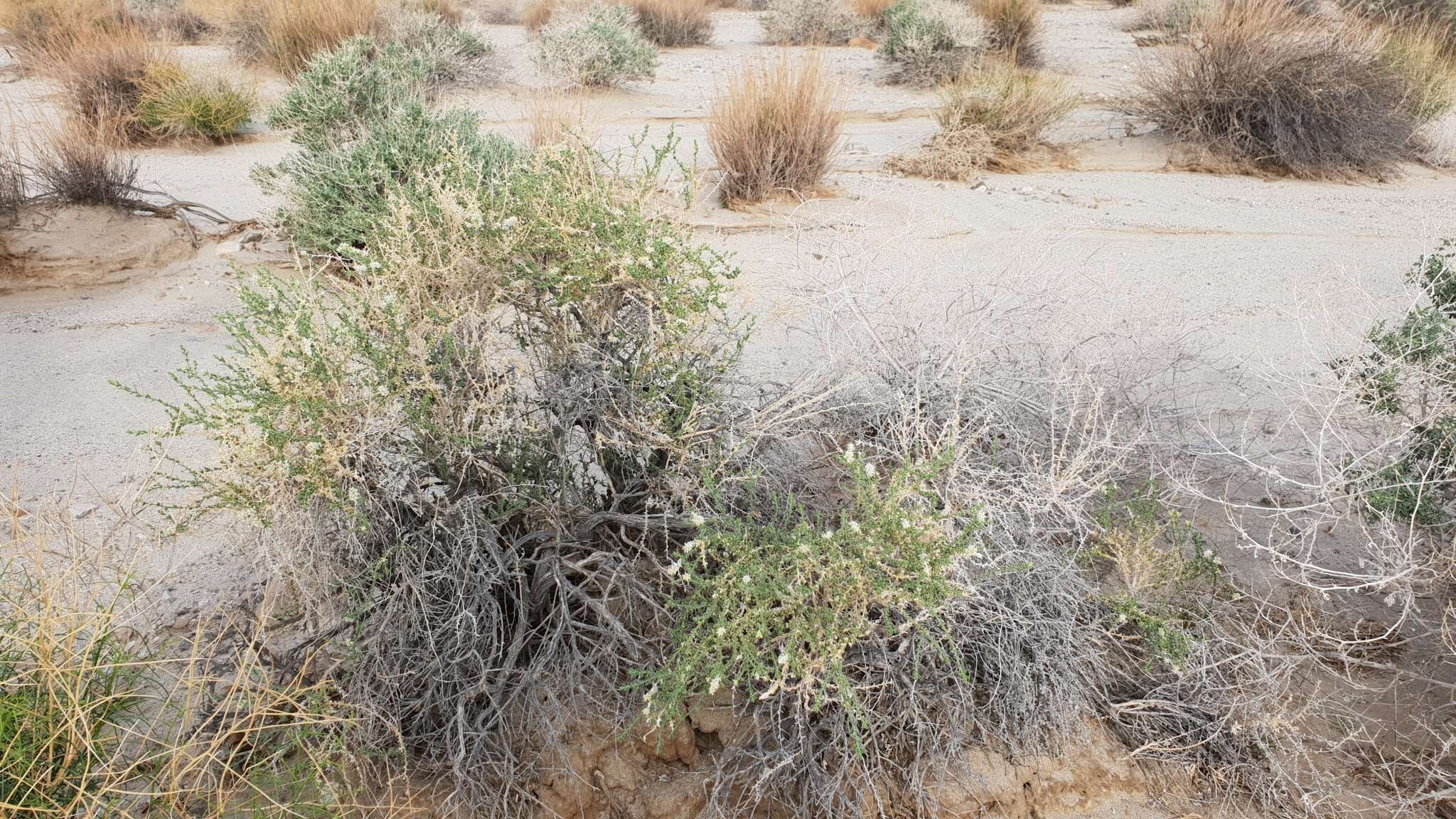 Image of Thurber's sandpaper plant