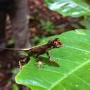 Anolis tandai Avila-pires 1995 resmi