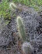 Image of Cleistocactus baumannii (Lem.) Lem.