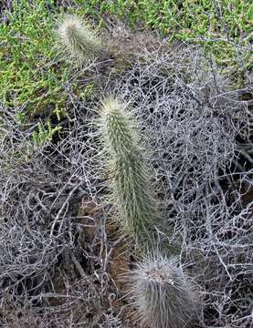 Image of Cleistocactus baumannii (Lem.) Lem.