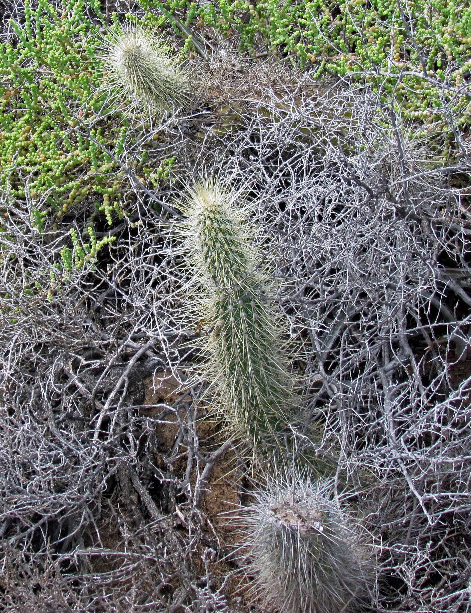 Image of Cleistocactus baumannii (Lem.) Lem.