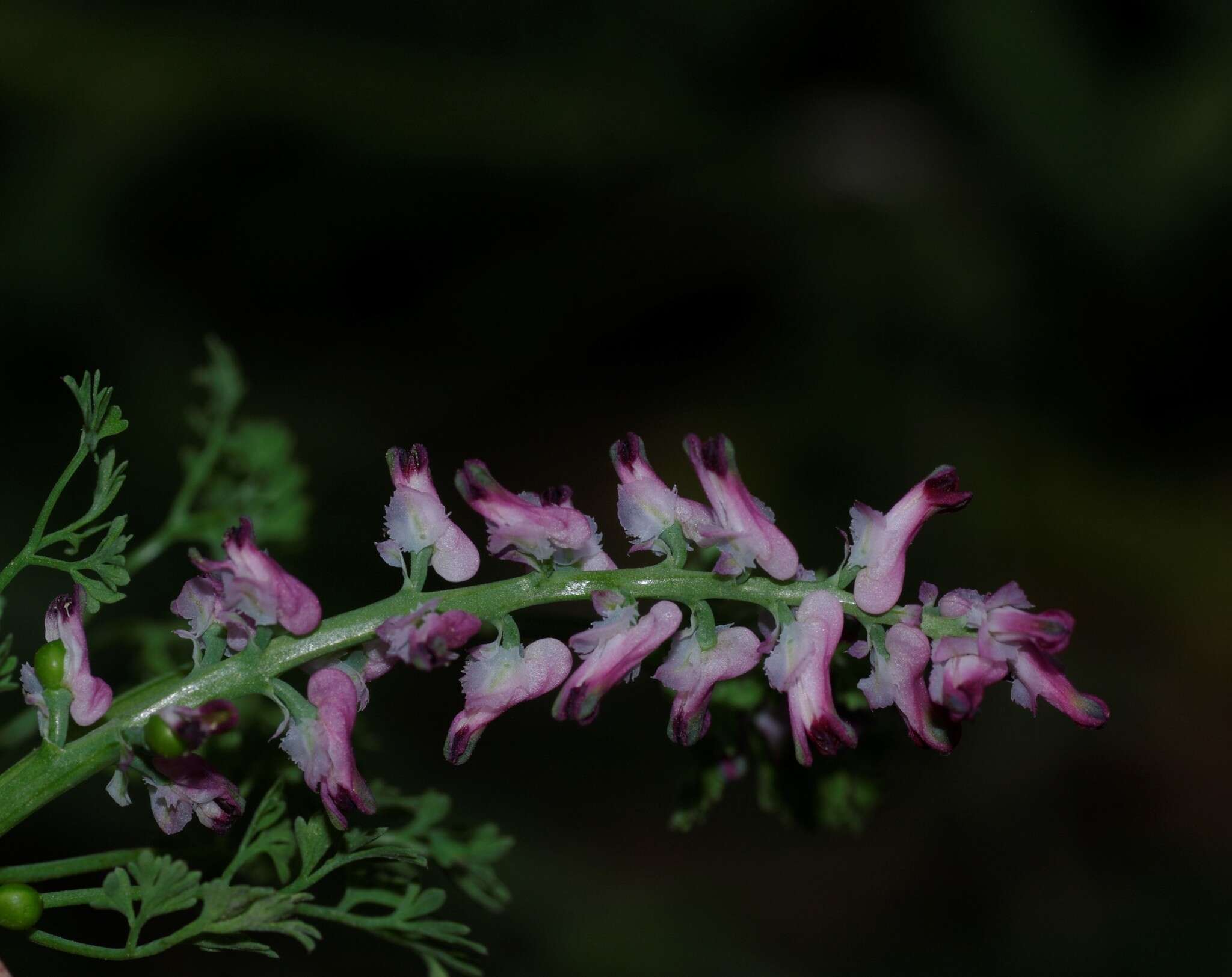 Image of Fumitory