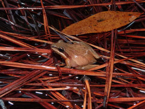 Image of Brimley's Chorus Frog