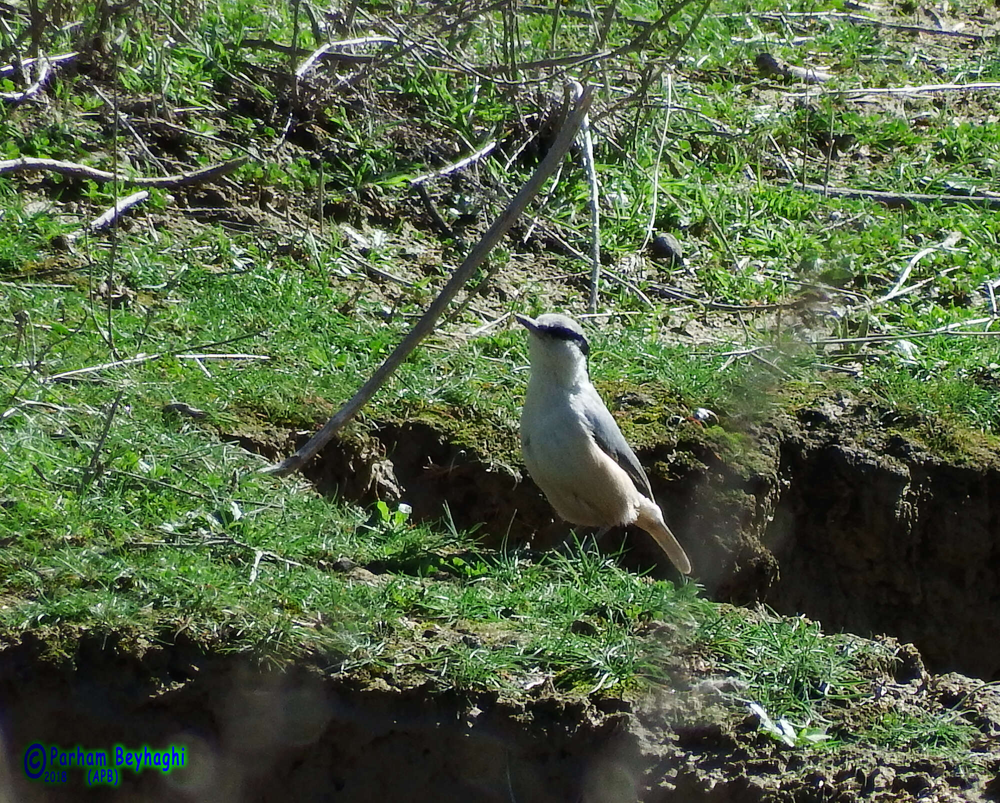 Image de Sittelle des rochers