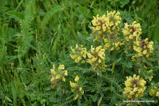 Image of Pedicularis schizocalyx (Lange) Steininger