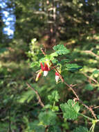 Image of canyon gooseberry