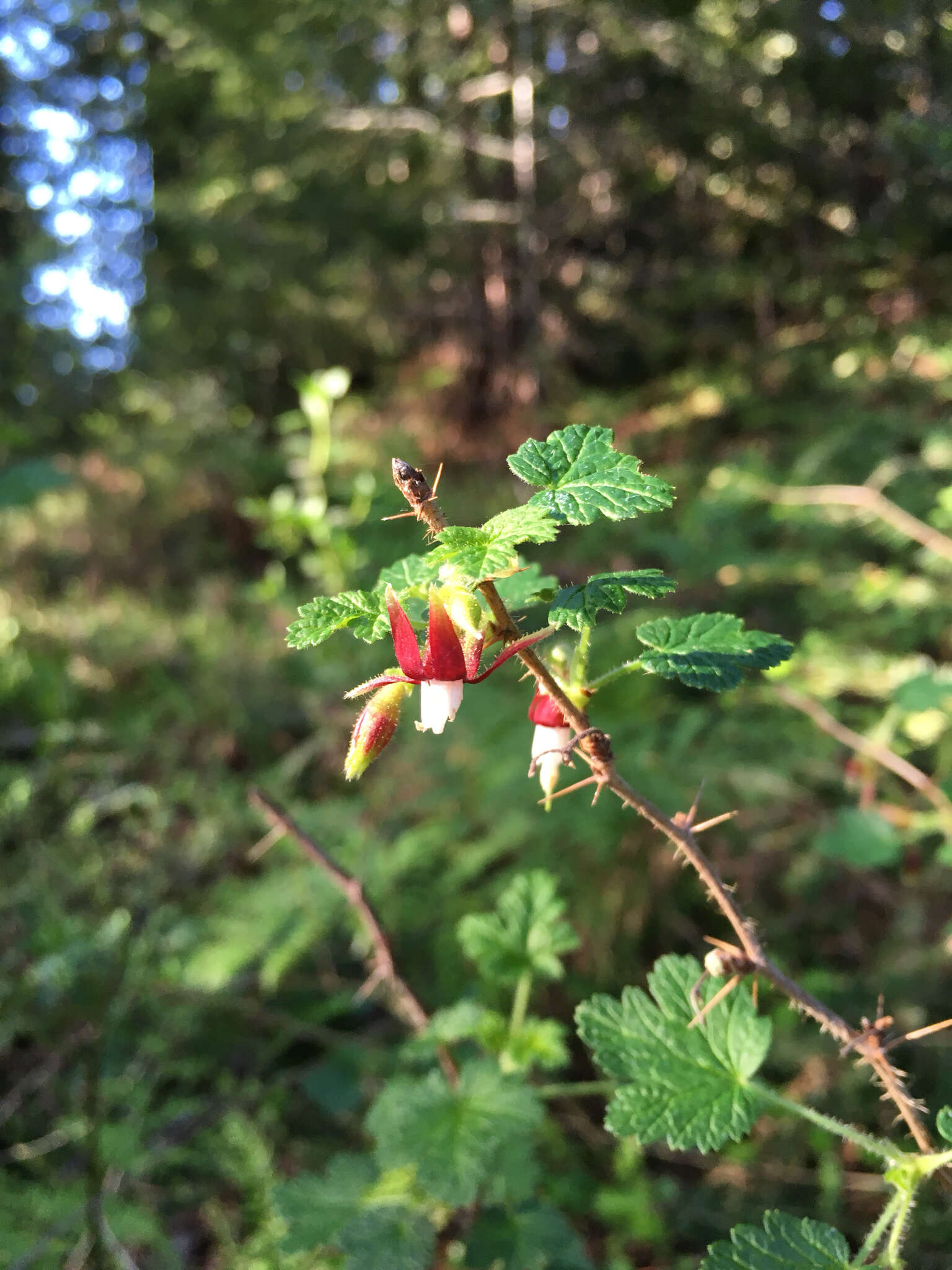 Image of canyon gooseberry