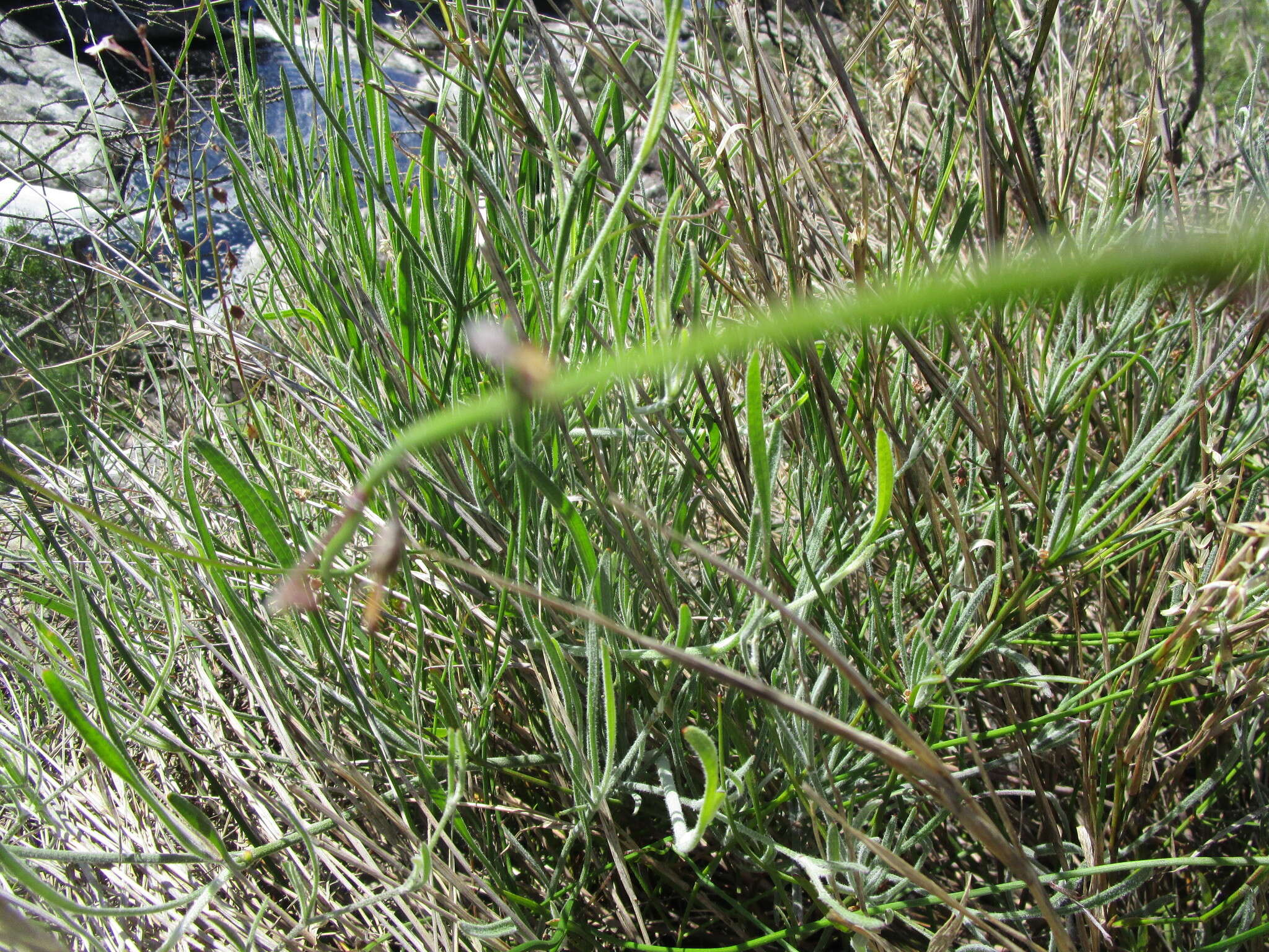 Imagem de Lobelia patula L. fil.