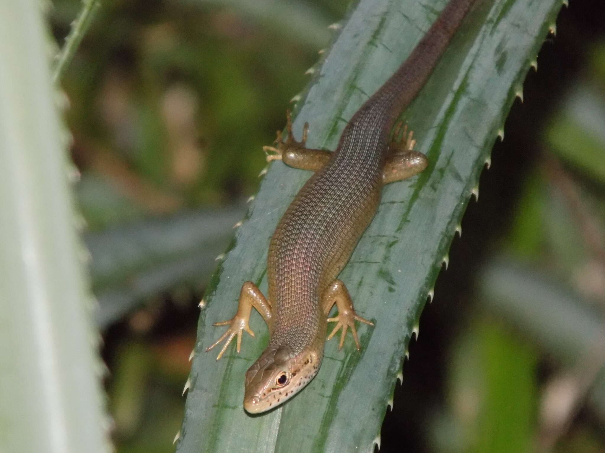 Image de Trachylepis boulengeri (Sternfeld 1911)