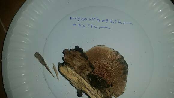 Слика од Mycorrhaphium