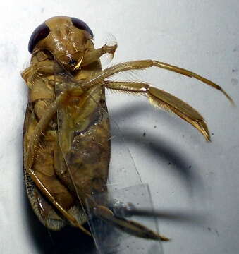 Image of Lesser water boatman