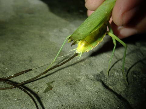 Image of <i>Chordodes formosanus</i>