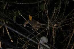 Image of Ashy Slow Loris