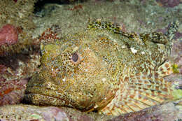 Image of Red scorpionfish