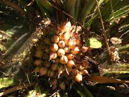 Image of Bromelia hemisphaerica Lam.