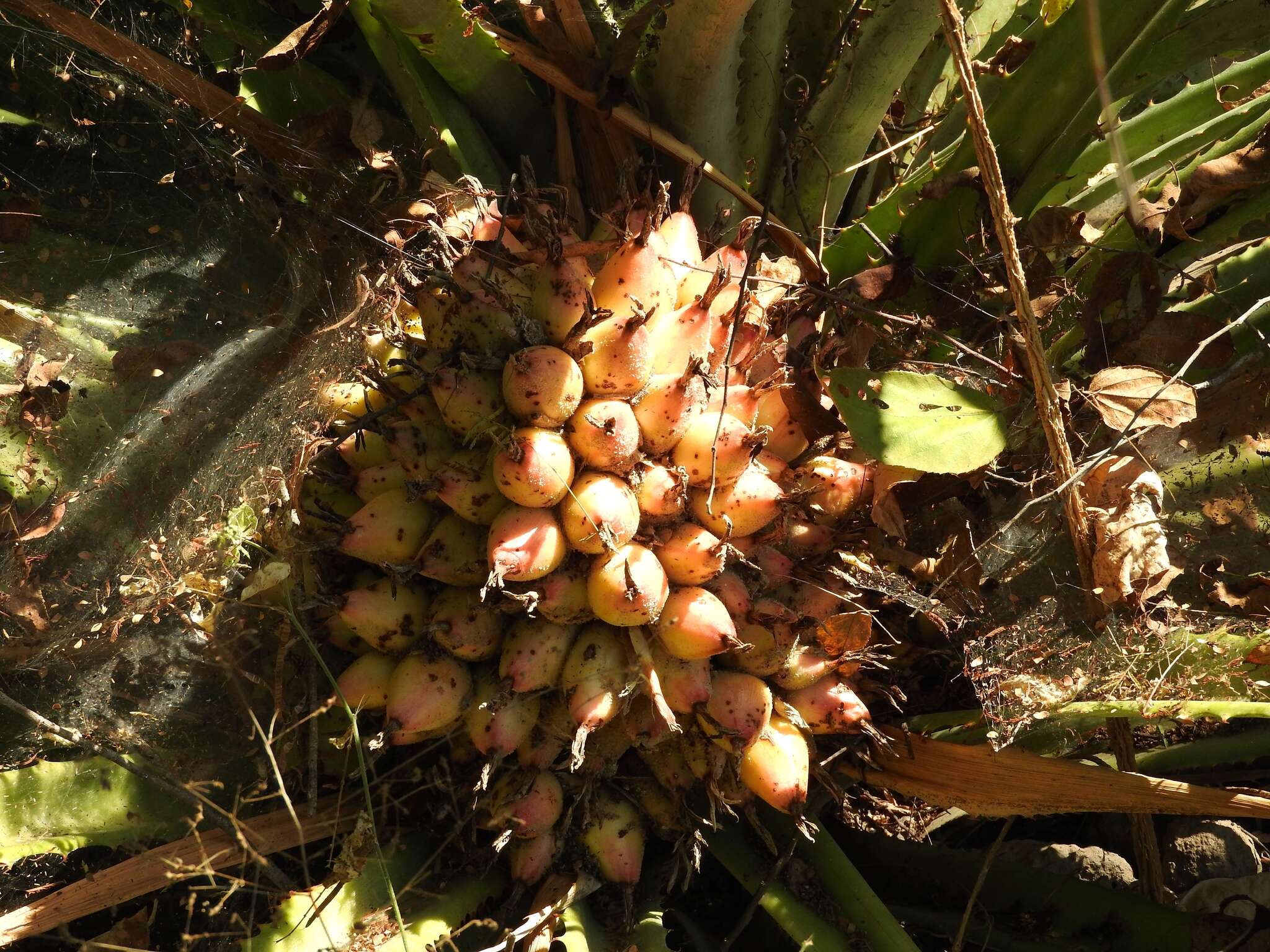 Image of Bromelia hemisphaerica Lam.