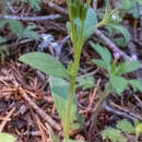 Image of spring phacelia